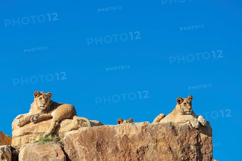 Three lion cubs (Panthera leo) rest on a rocky hill on a sunny day, observing something. Captive