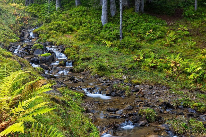 Worm fern (Dryopteris filix-mas) lining a mountain stream, Leptosporangiate ferns (Polypodiopsida), Furkajoch, Vorarlberg, Austria