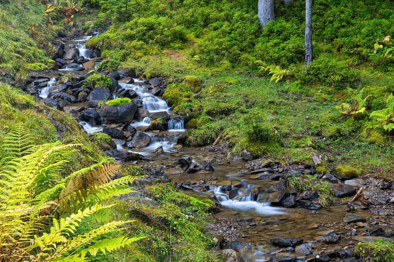 Worm fern (Dryopteris filix-mas) lining a mountain stream, Leptosporangiate ferns (Polypodiopsida), Furkajoch, Vorarlberg, Austria