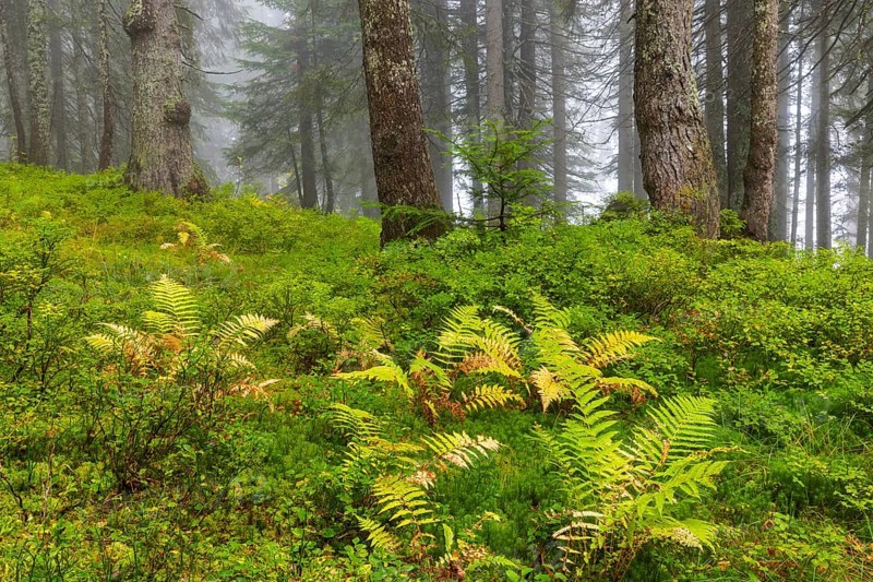 Worm fern (Dryopteris filix-mas) in coniferous forest, Leptosporangiate ferns (Polypodiopsida), Furkajoch, Vorarlberg, Austria