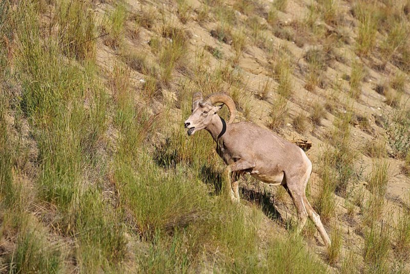 Rocky Mountains bighorn sheep (Ovis canadensis canadensis), ram, Banff National Park, Alberta, Canada