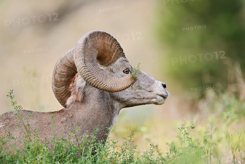 Rocky Mountains bighorn sheep (Ovis canadensis canadensis), ram, portrait, Banff National Park, Alberta, Canada