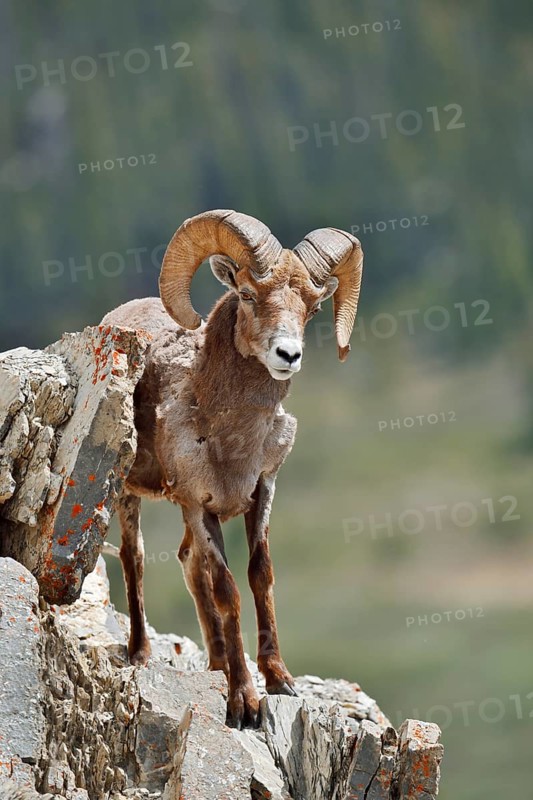 Rocky Mountains bighorn sheep (Ovis canadensis canadensis), ram standing on a rock, Jasper National Park, Alberta, Canada