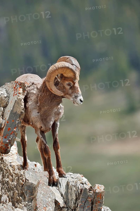 Rocky Mountains bighorn sheep (Ovis canadensis canadensis), ram standing on a rock, Jasper National Park, Alberta, Canada