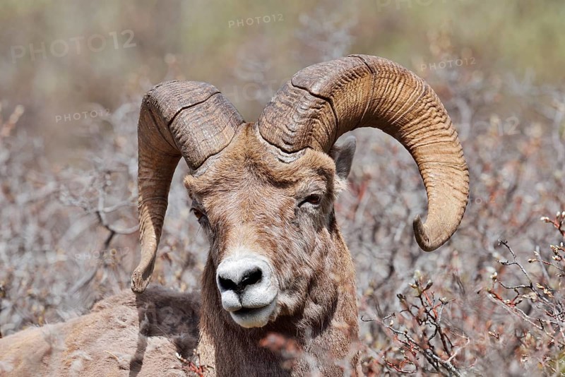 Rocky Mountains bighorn sheep (Ovis canadensis canadensis), ram, portrait, Jasper National Park, Alberta, Canada