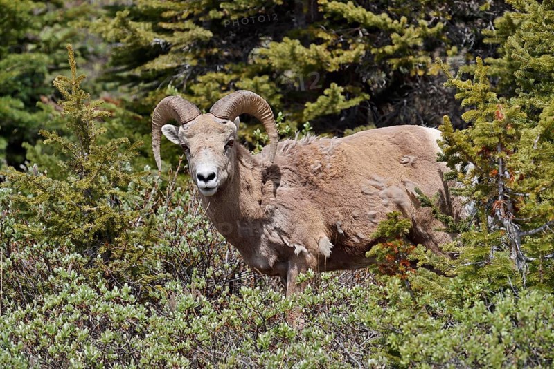 Rocky Mountains bighorn sheep (Ovis canadensis canadensis), ram, Jasper National Park, Alberta, Canada