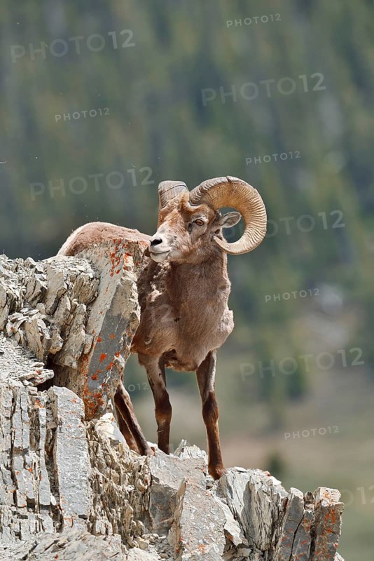 Rocky Mountains bighorn sheep (Ovis canadensis canadensis), ram standing on a rock, Jasper National Park, Alberta, Canada