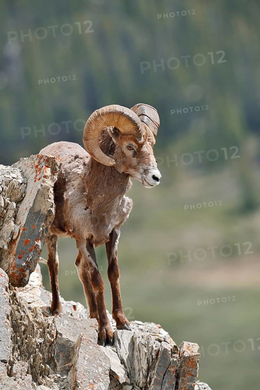 Rocky Mountains bighorn sheep (Ovis canadensis canadensis), ram standing on a rock, Jasper National Park, Alberta, Canada