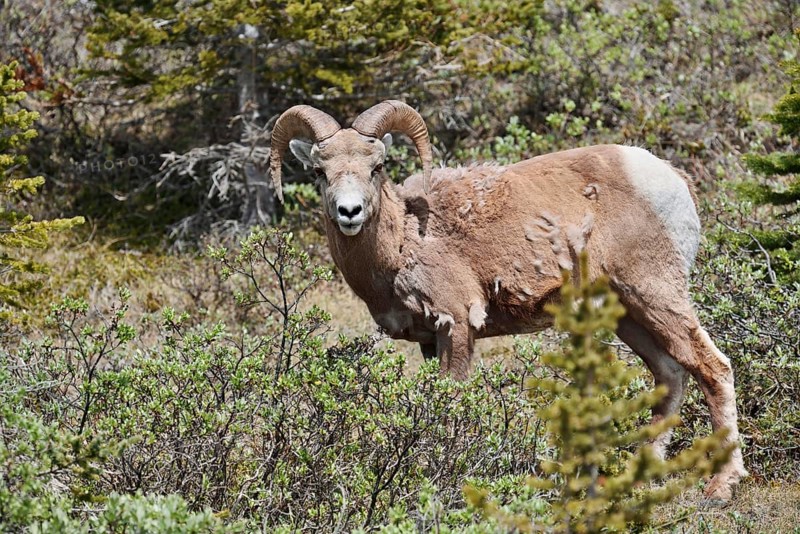 Rocky Mountains bighorn sheep (Ovis canadensis canadensis), ram, Jasper National Park, Alberta, Canada