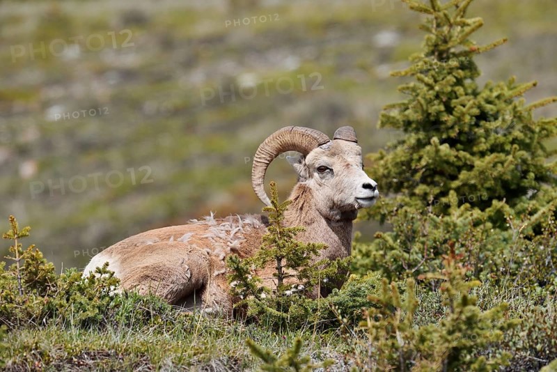 Rocky Mountains bighorn sheep (Ovis canadensis canadensis), ram, Jasper National Park, Alberta, Canada