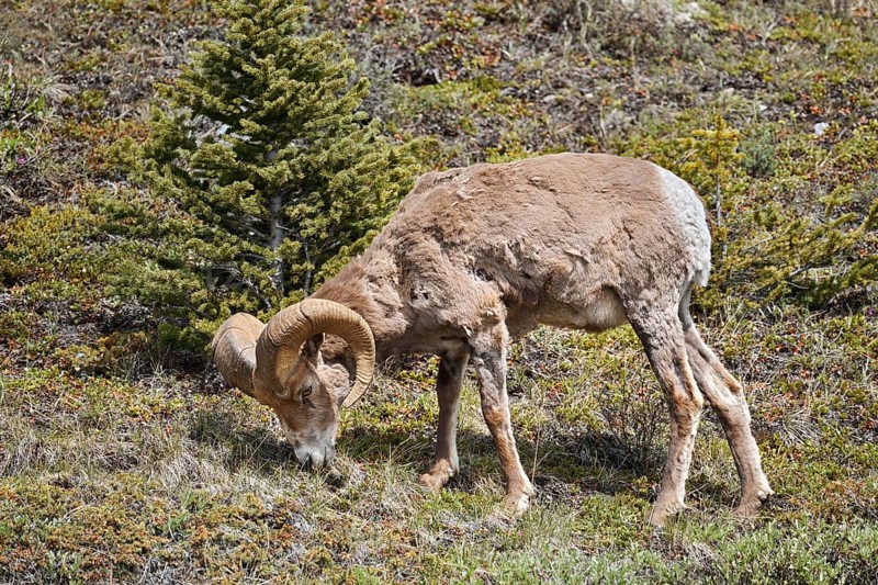 Rocky Mountains bighorn sheep (Ovis canadensis canadensis), ram, Jasper National Park, Alberta, Canada