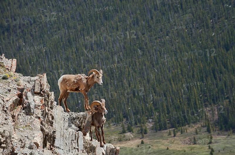 Rocky Mountains bighorn sheep (Ovis canadensis canadensis), rams standing on a rock, Jasper National Park, Alberta, Canada