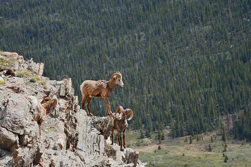 Rocky Mountains bighorn sheep (Ovis canadensis canadensis), rams standing on a rock, Jasper National Park, Alberta, Canada