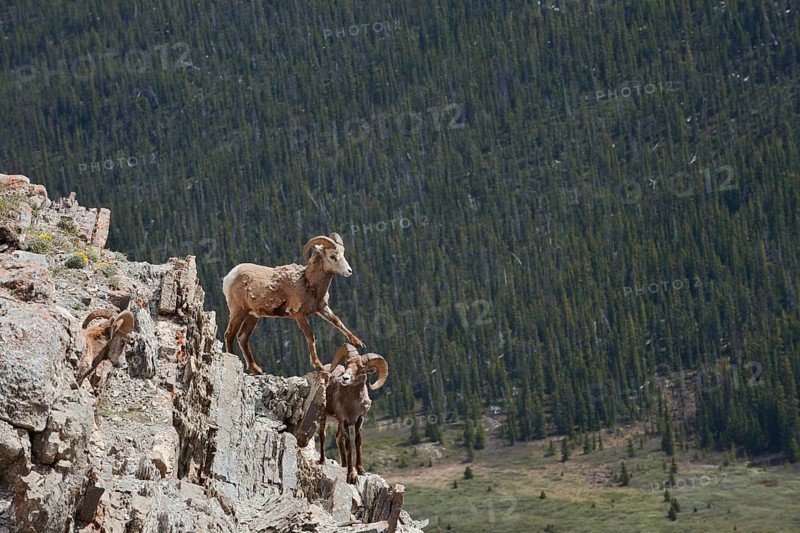 Rocky Mountains bighorn sheep (Ovis canadensis canadensis), rams standing on a rock, Jasper National Park, Alberta, Canada
