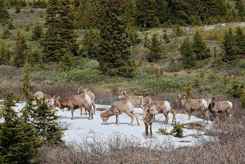 Rocky Mountains bighorn sheep (Ovis canadensis canadensis), rams standing on a snowfield in spring, Jasper National Park, Alberta, Canada
