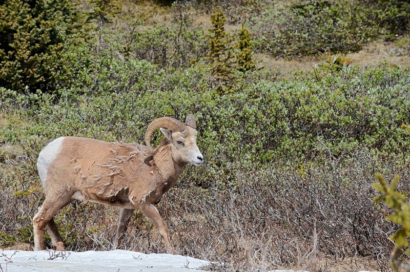 Rocky Mountains bighorn sheep (Ovis canadensis canadensis), ram, Jasper National Park, Alberta, Canada
