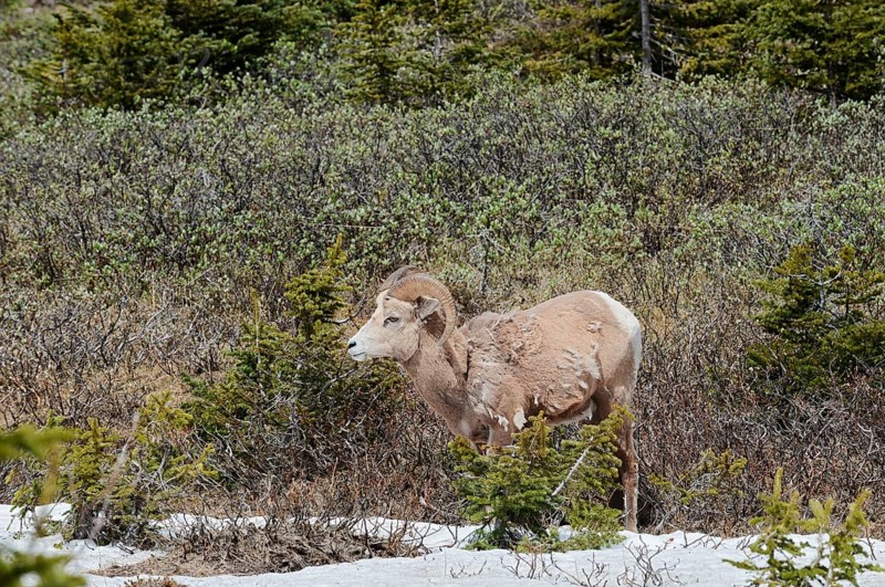 Rocky Mountains bighorn sheep (Ovis canadensis canadensis), ram, Jasper National Park, Alberta, Canada