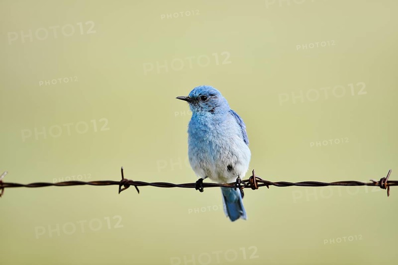 Mountain Bluebird (Sialia currucoides), male sitting on barbed wire fence, Waterton Lakes National Park, Alberta, Canada