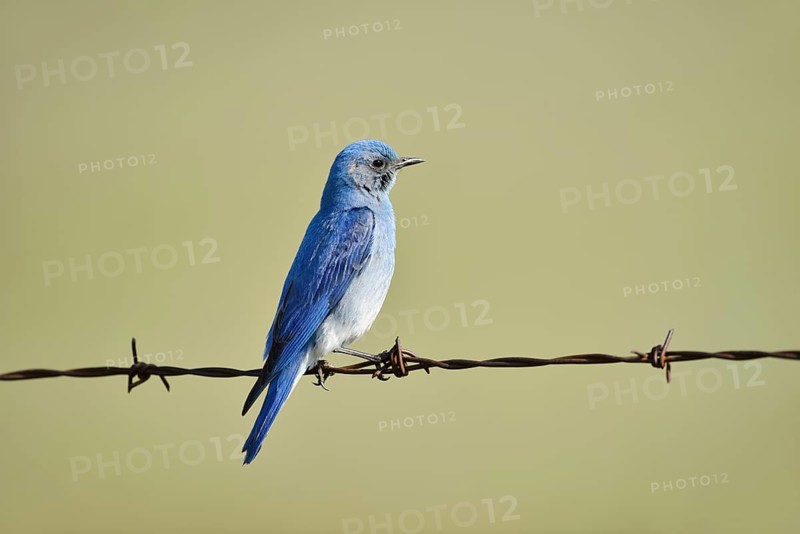 Mountain Bluebird (Sialia currucoides), male sitting on barbed wire fence, Waterton Lakes National Park, Alberta, Canada