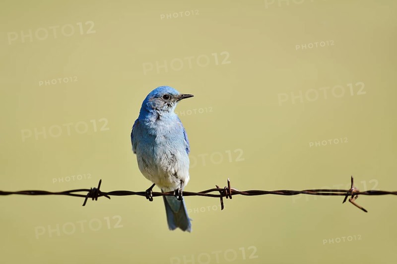 Mountain Bluebird (Sialia currucoides), male sitting on barbed wire fence, Waterton Lakes National Park, Alberta, Canada