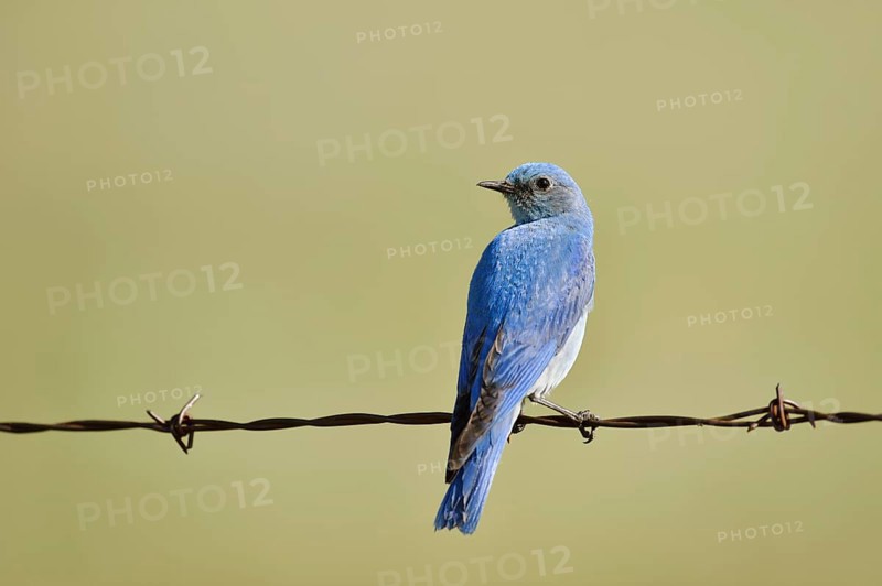 Mountain Bluebird (Sialia currucoides), male sitting on barbed wire fence, Waterton Lakes National Park, Alberta, Canada