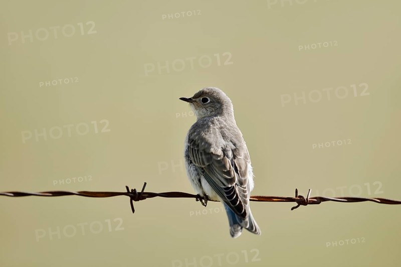 Mountain Bluebird (Sialia currucoides), female sitting on barbed wire fence, Waterton Lakes National Park, Alberta, Canada