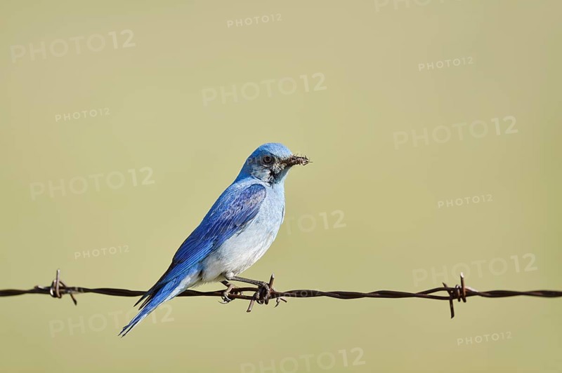 Mountain Bluebird (Sialia currucoides), male sitting on barbed wire fence, Waterton Lakes National Park, Alberta, Canada