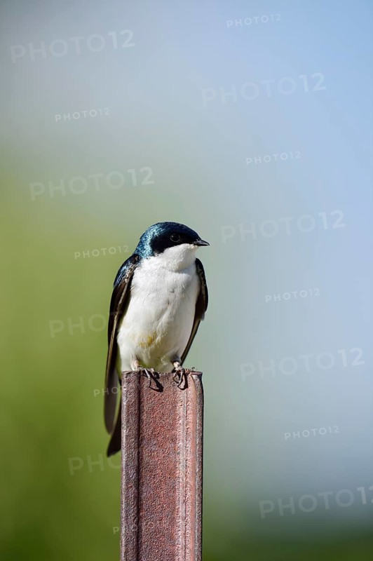 Swamp Swallow (Tachycineta bicolor), Waterton Lakes National Park, Alberta, Canada