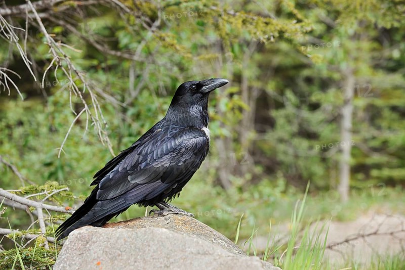 Raven (Corvus corax) sitting on a rock, Banff National Park, Alberta, Canada