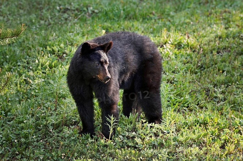 American Black Bear (Ursus americanus), Banff National Park, Alberta, Canada