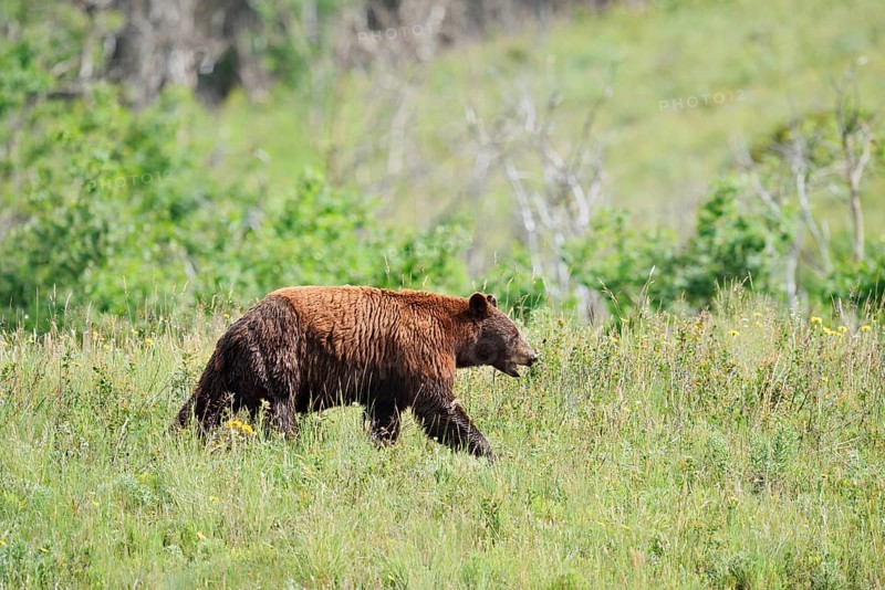 American Black Bear (Ursus americanus), cinnamon-coloured morph, Waterton Lakes National Park, Alberta, Canada