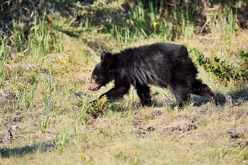 American Black Bear (Ursus americanus), young, Jasper National Park, Alberta, Canada