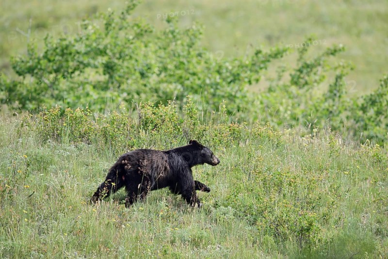 American Black Bear (Ursus americanus) running across a meadow, Waterton Lakes National Park, Alberta, Canada