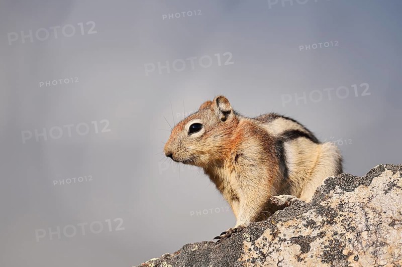 Golden mantle gopher (Callospermophilus lateralis, Spermophilus lateralis) sitting on a rock, Jasper National Park, Alberta, Canada
