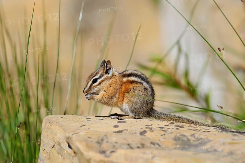 Least chipmunk (Tamias minimus) sitting on a rock and eating, Waterton Lakes National Park, Alberta, Canada