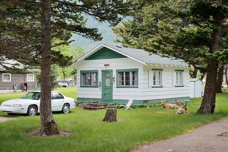 Mule deer or big-eared deer (Odocoileus hemionus), females lying in front of a house in the garden, Waterton Lakes National Park, Alberta, Canada