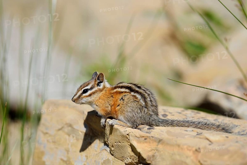 Least chipmunk (Tamias minimus) sitting on a rock, Waterton Lakes National Park, Alberta, Canada