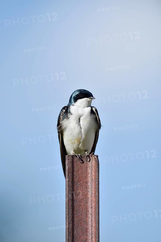 Swamp Swallow (Tachycineta bicolor), Waterton Lakes National Park, Alberta, Canada
