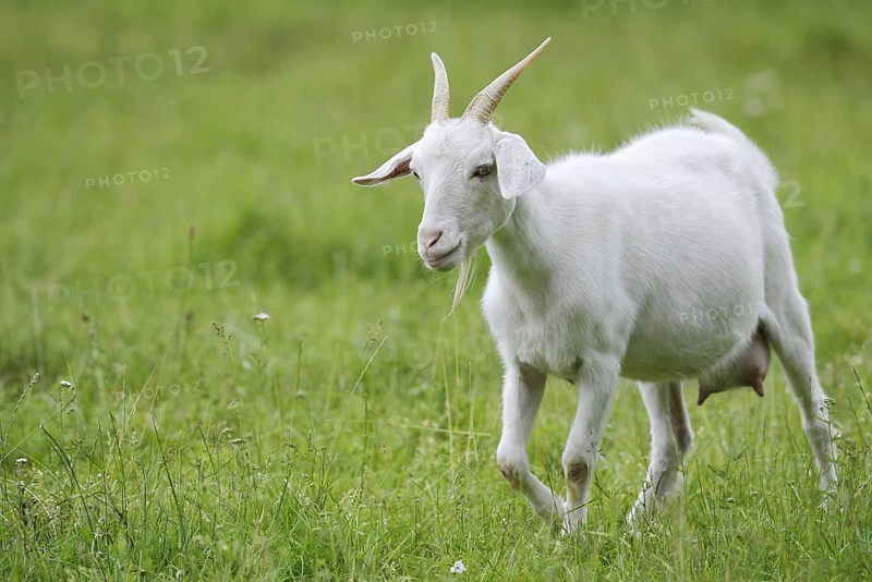 Cashmere goat (Capra aegagrus f. hircus), female, North Rhine-Westphalia, Germany