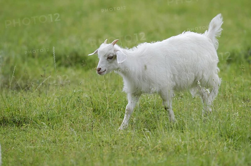 Cashmere goat (Capra aegagrus f. hircus), young animal, North Rhine-Westphalia, Germany