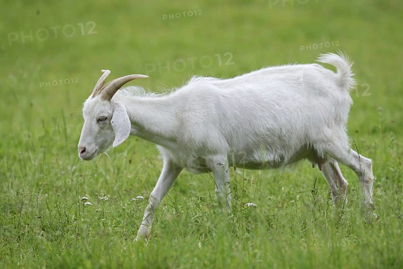 Cashmere goat (Capra aegagrus f. hircus), female, North Rhine-Westphalia, Germany