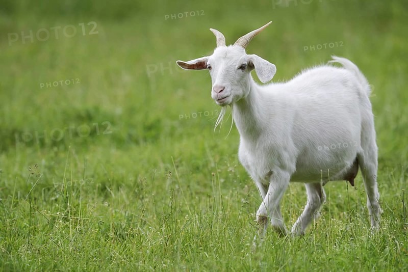 Cashmere goat (Capra aegagrus f. hircus), female, North Rhine-Westphalia, Germany