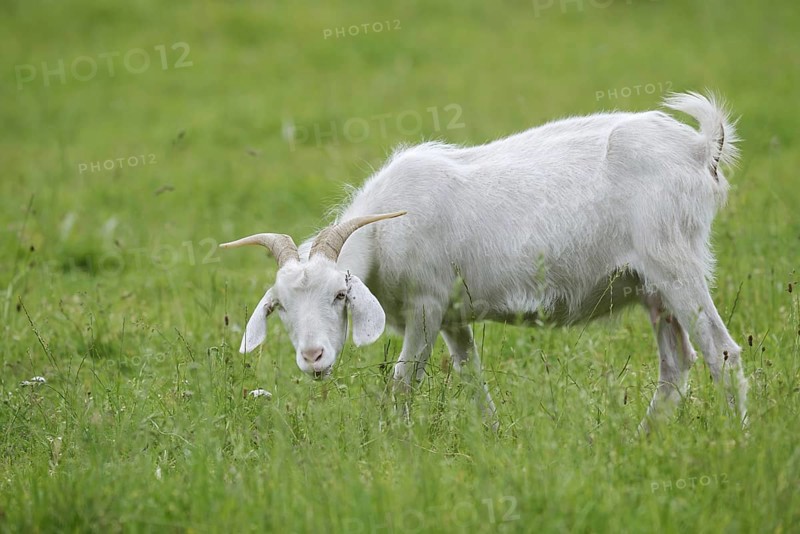 Cashmere goat (Capra aegagrus f. hircus), female stands feeding in a meadow, North Rhine-Westphalia, Germany