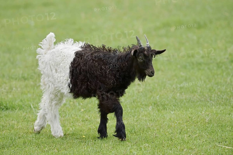 Valais black-necked goat or Vallesana goat (Capra aegagrus f. hircus), young animal, North Rhine-Westphalia, Germany