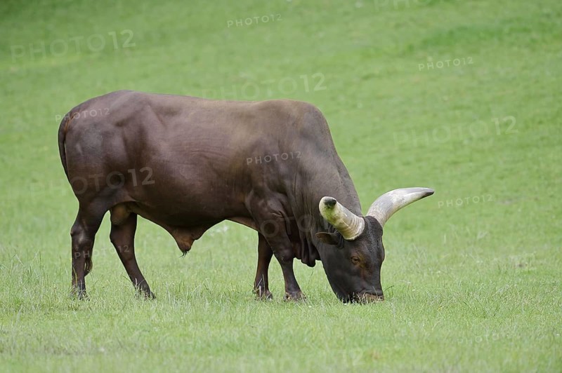 Watussi cattle or Ankole cattle (Bos primigenius f. taurus, Bos primigenius hahni), bull in a meadow, domestic cattle breed in East Africa