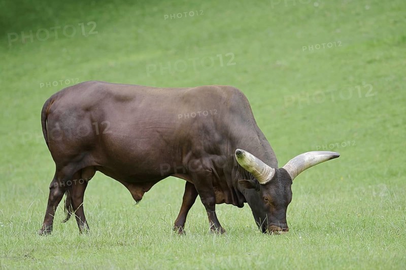 Watussi cattle or Ankole cattle (Bos primigenius f. taurus, Bos primigenius hahni), bull in a meadow, domestic cattle breed in East Africa