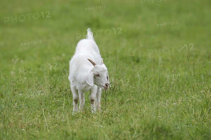 Cashmere goat (Capra aegagrus f. hircus), young animal, North Rhine-Westphalia, Germany