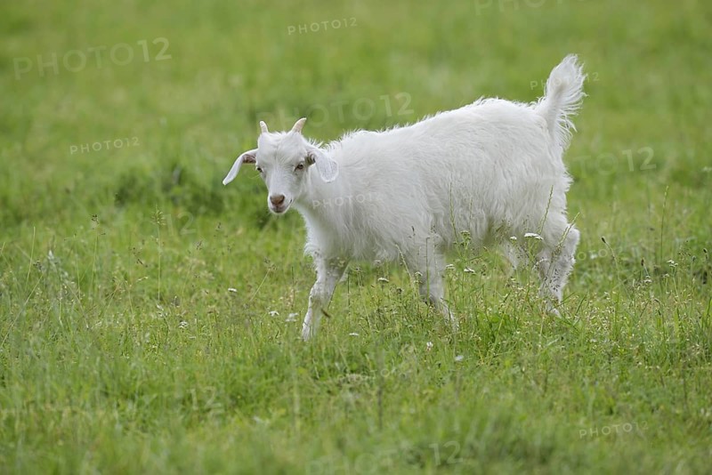 Cashmere goat (Capra aegagrus f. hircus), young animal, North Rhine-Westphalia, Germany