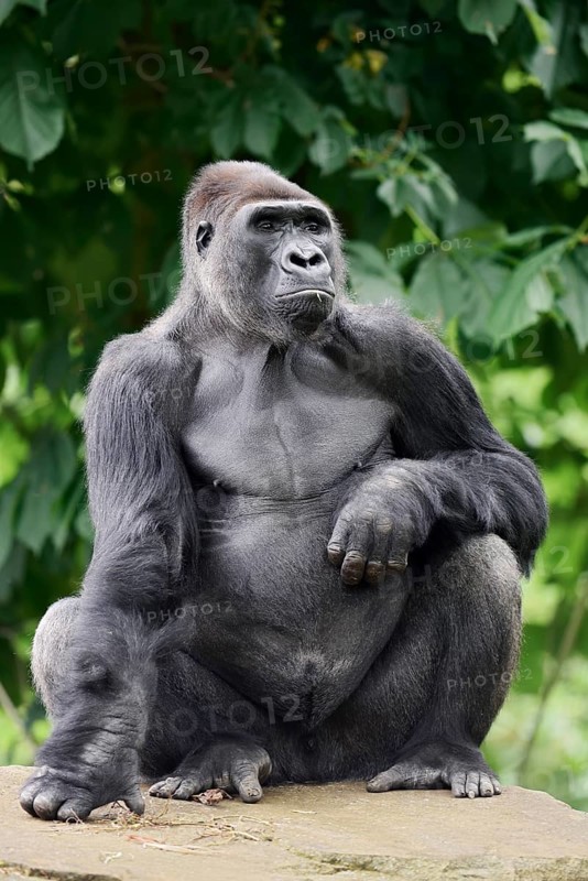 Western lowland gorilla (Gorilla gorilla gorilla), male, silverback, captive, occurring in Africa