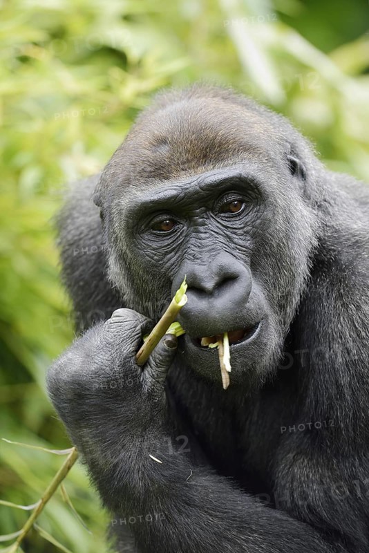 Western lowland gorilla (Gorilla gorilla gorilla), feeding female, captive, occurring in Africa